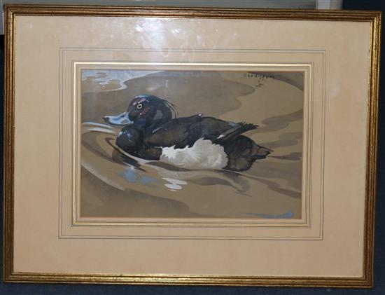 Ralston Gudgeon (1910-1984) Tufted duck, 10 x 15in.